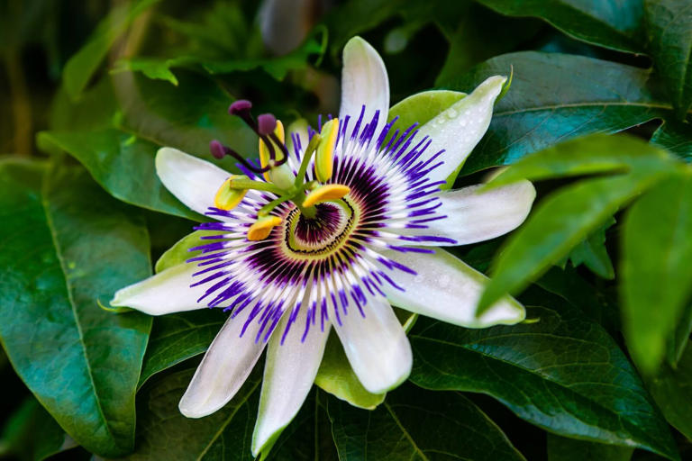 Passion flowers (Passiflora) are deeply symbolic and meaningful flowers with a history dating back centuries. They were initially named in...