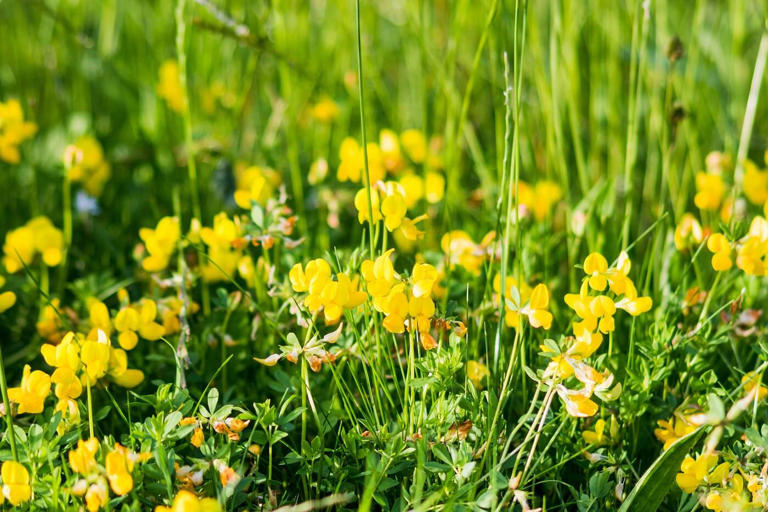 Bird's-Foot Trefoil: A Gardener's Guide to Its Symbolic Heritage