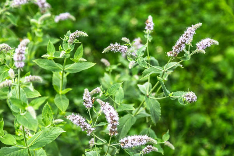 Exploring Mint's Significance in the Language of Flowers