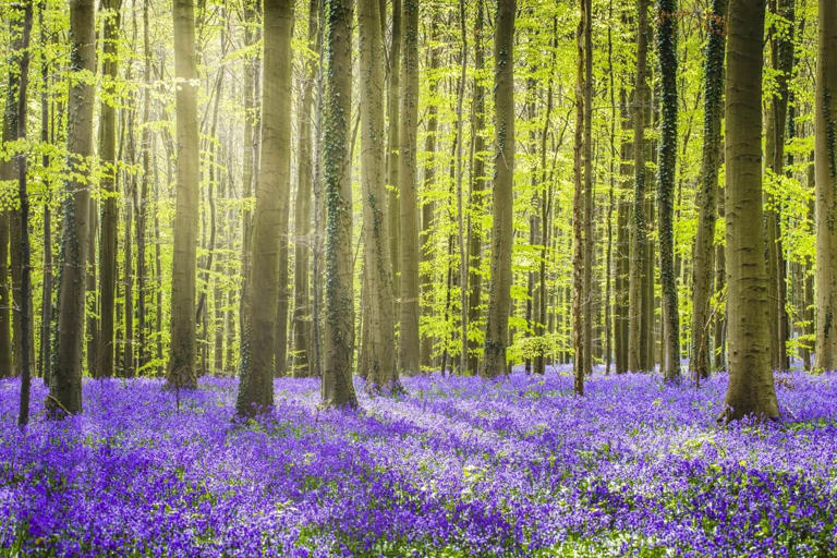 Bluebell Flowers and Their Symbolic Meanings