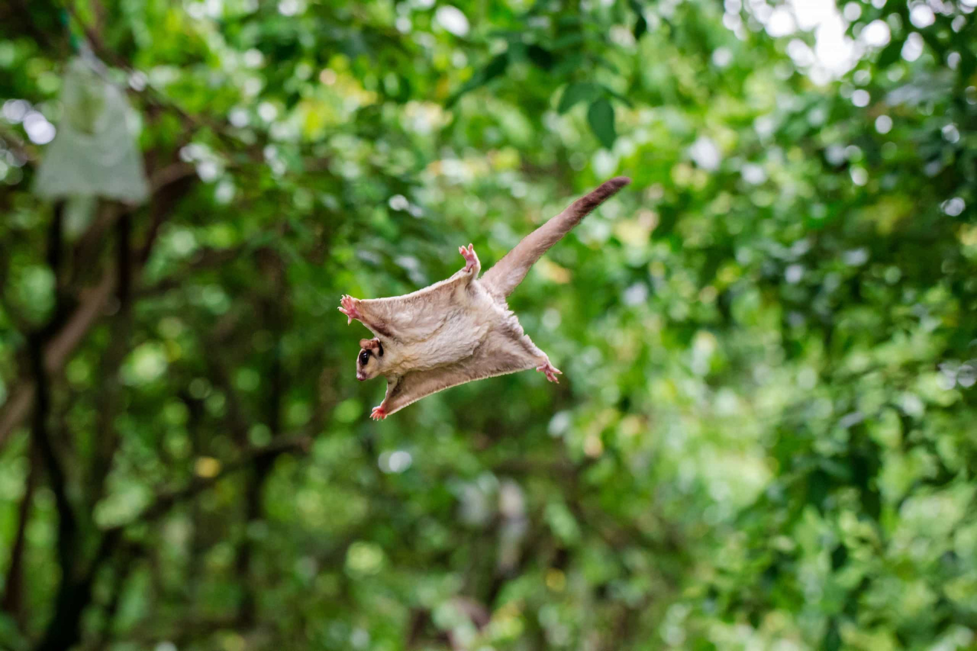 Feelin’ squirrely: Nutty facts about these adorable creatures