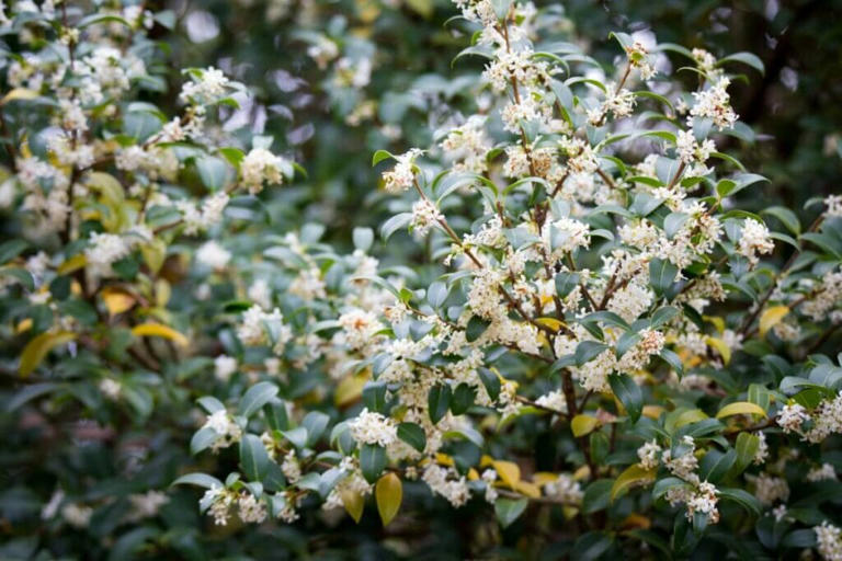 75 White Flower Types With Names And Pictures