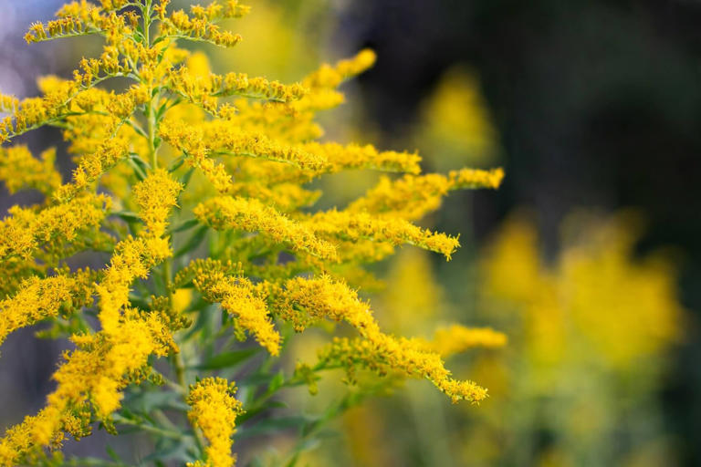 Fields of Gold: The Profound Symbolism of Goldenrod Flowers