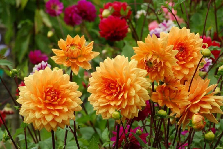 How Tall and Wide Dahlia Flowers Grow