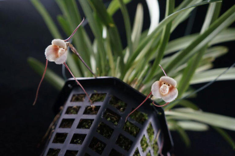 How to Grow Monkey Face Orchids at Home