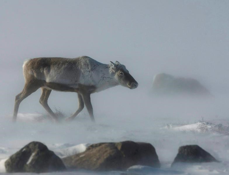 conservationists still waiting on years-overdue recovery plan for quebec's caribou