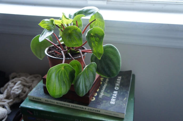 10 Amazing Benefits Of Watermelon Peperomia Plants That I Love