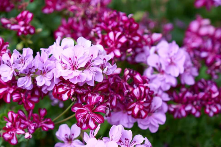 Geranium Flower Meanings, Myths, And Symbolism