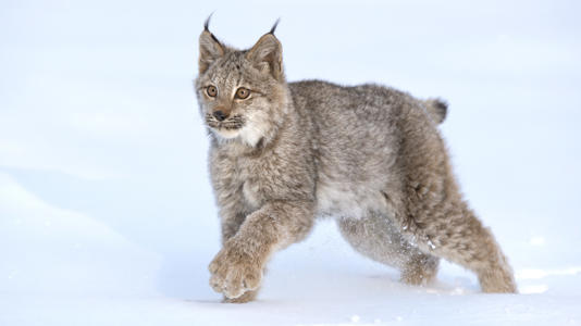 To come across a Canada lynx on your travels would be very rare and special indeed (Image credit: Kathleen Reeder Wildlife Photography)