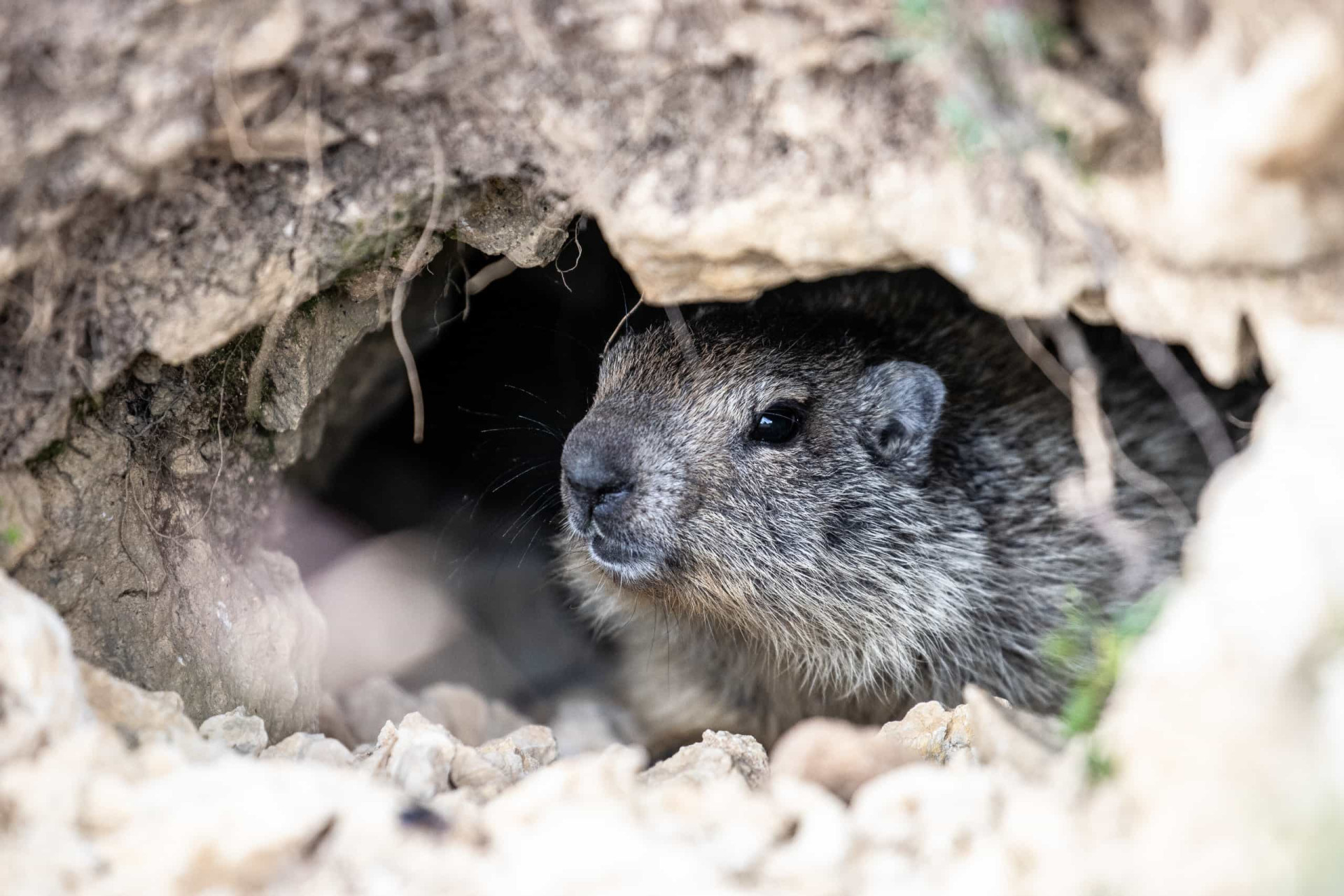 Feelin’ squirrely: Nutty facts about these adorable creatures