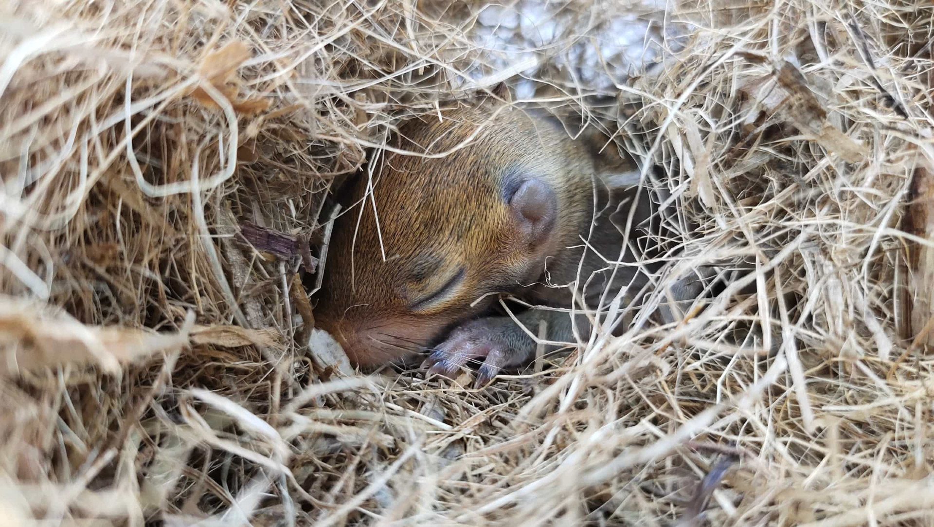 Feelin’ squirrely: Nutty facts about these adorable creatures