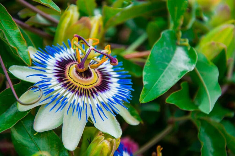 A blooming passion flower surrounded by deep green foliage