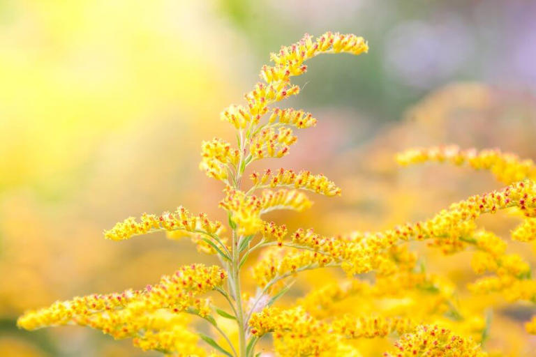 Fields of Gold: The Profound Symbolism of Goldenrod Flowers