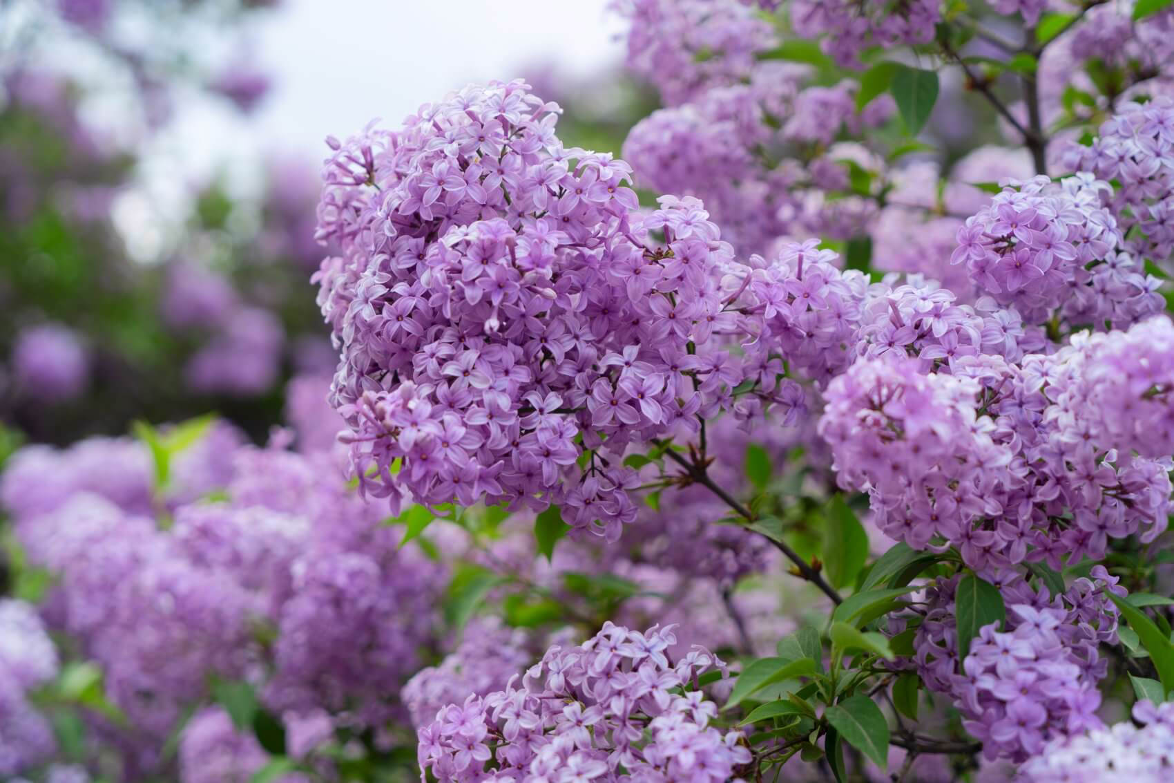 Lilac Flower Meaning, Symbolism, and Cultural Significance