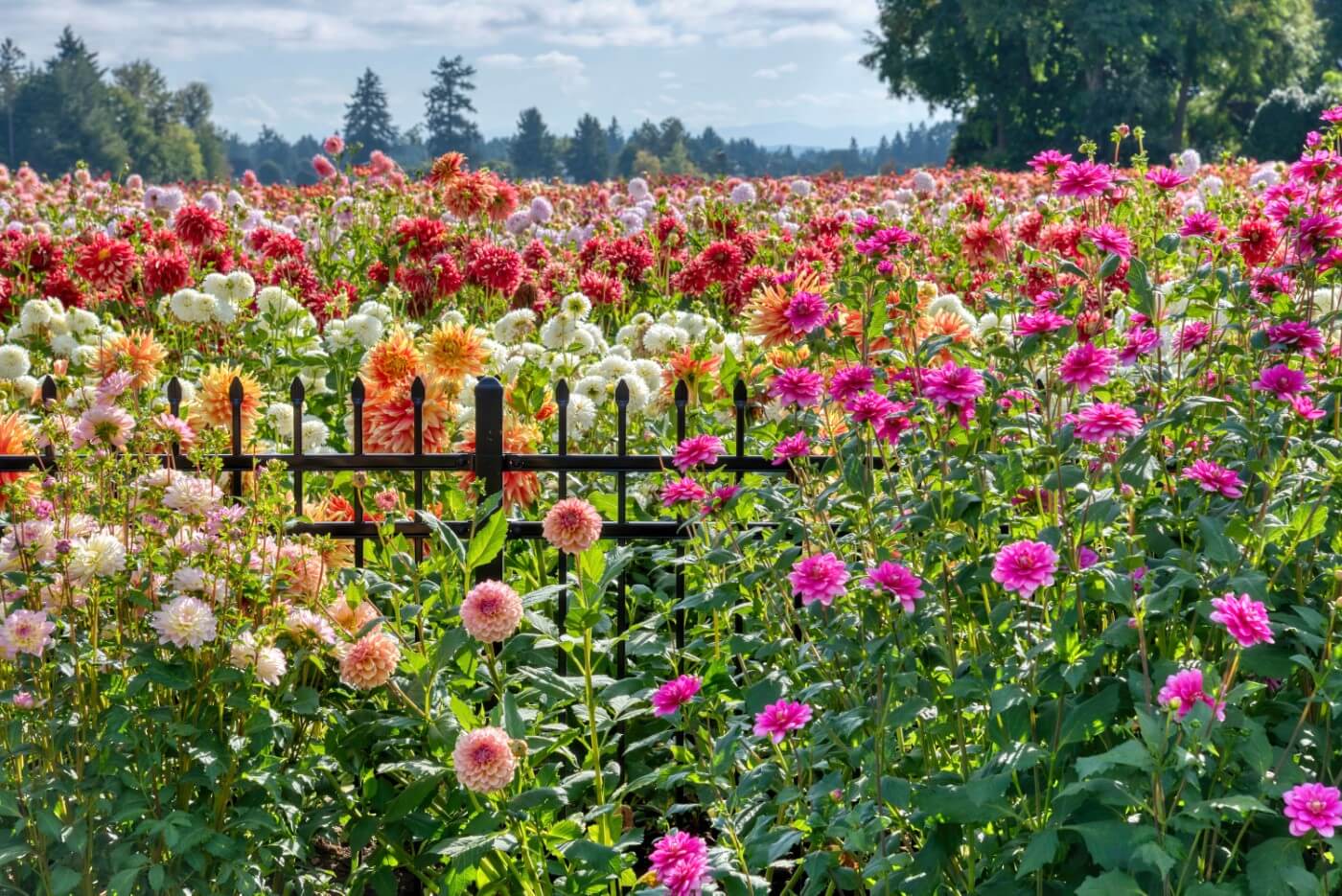 How To Grow Dahlias In Your Garden