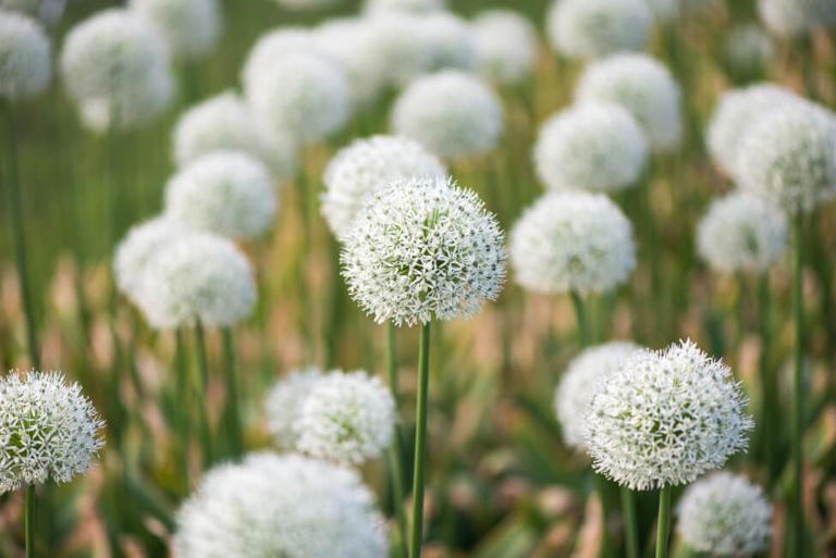 Allium Flower Meaning And Symbolism In Floriography 