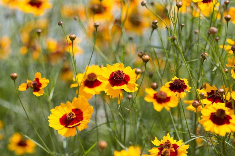 Coreopsis Flower Meaning, Symbolism, and Cultural Significance