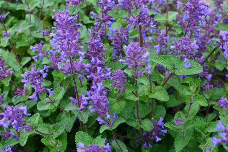 The Purr-fect Bloom: Catmint and Its Floral Significance