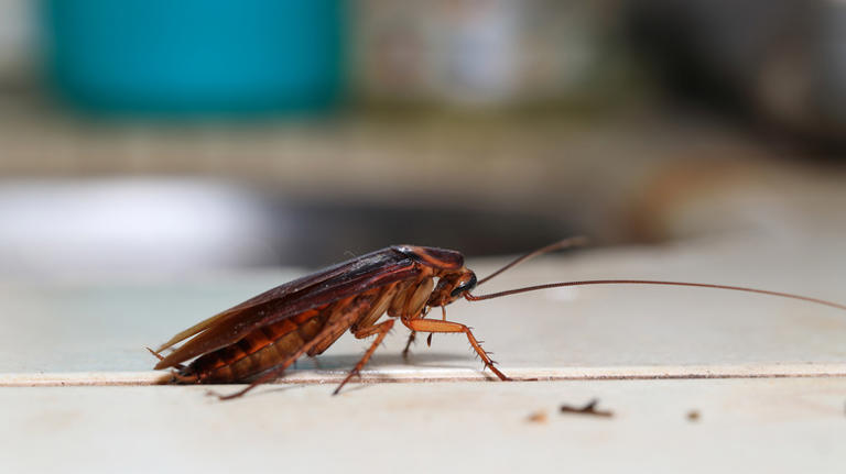 Look To Your Kitchen Countertops If You Suspect A Cockroach Problem In ...