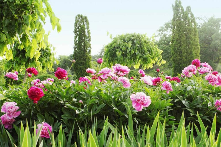 When Do Peonies Bloom? A Gardener's Guide To Peony Season