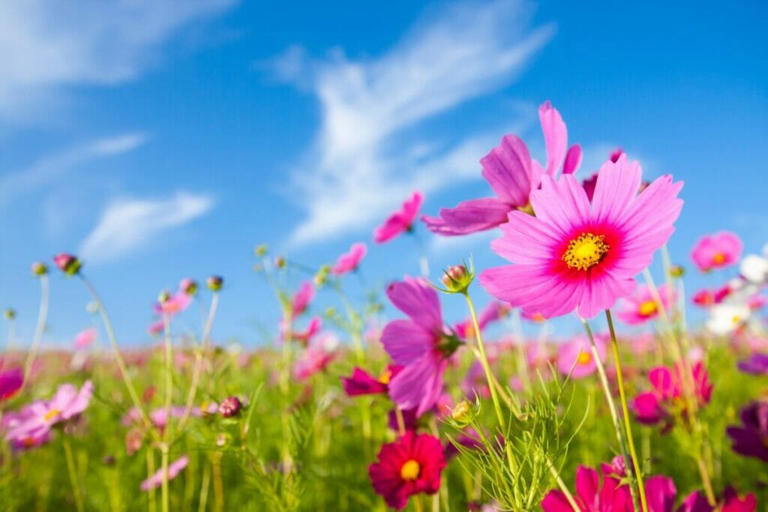 How Much Sunlight Do Cosmos Flowers Need To Thrive?