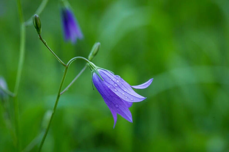 Chiming Blooms: Understanding the Depths of Bellflower Symbolism