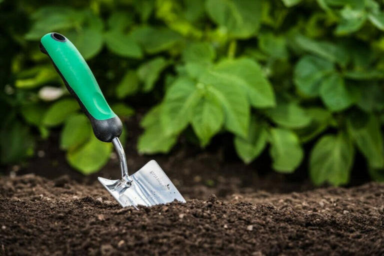 Best Soil Types For Marigold Flowers To Thrive