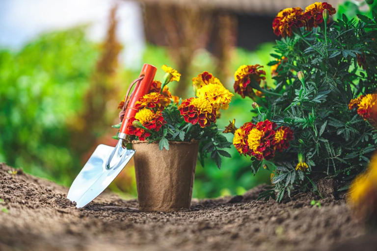 Best Soil Types For Marigold Flowers To Thrive