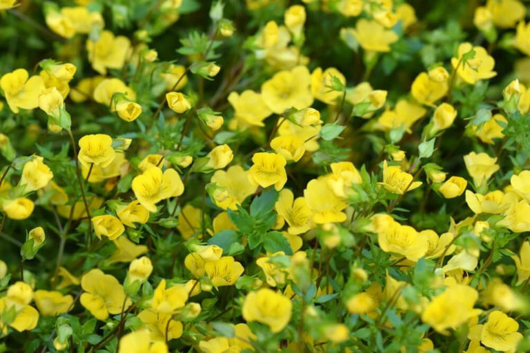 55 Cheerful Yellow Flowers to Brighten Your Garden (with Photos!)