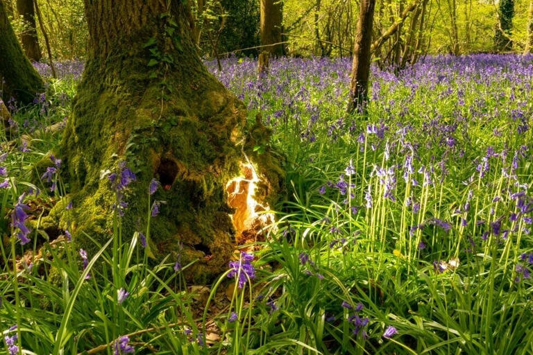 Bluebell Flowers And Their Symbolic Meanings