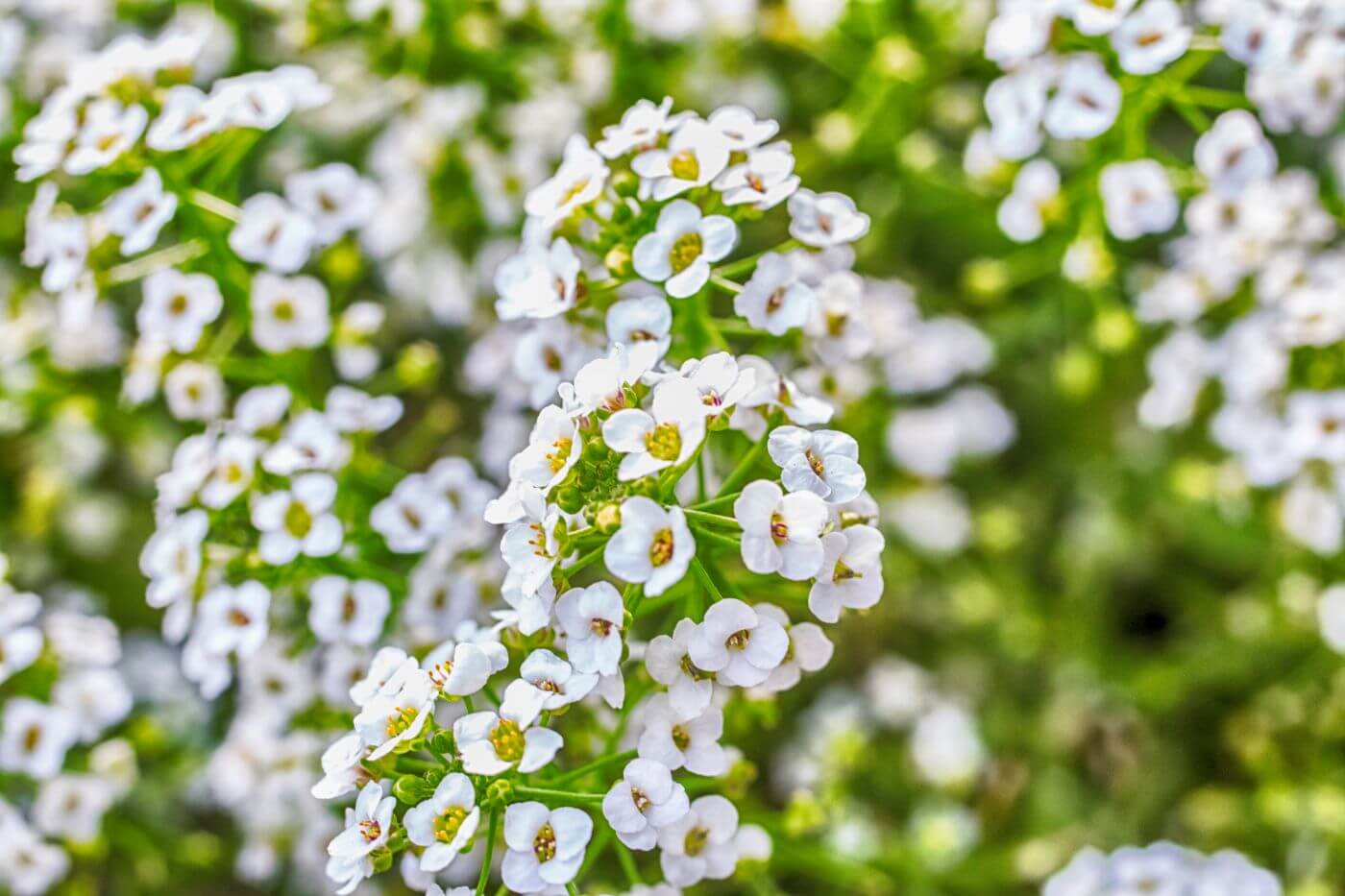 The Healing Hues of Yarrow A Comprehensive Guide to Its Symbolism