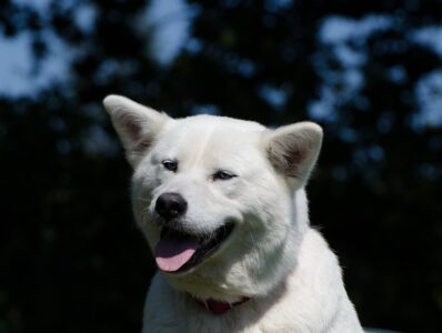 15 Coolest White Dog Breeds You Can Own