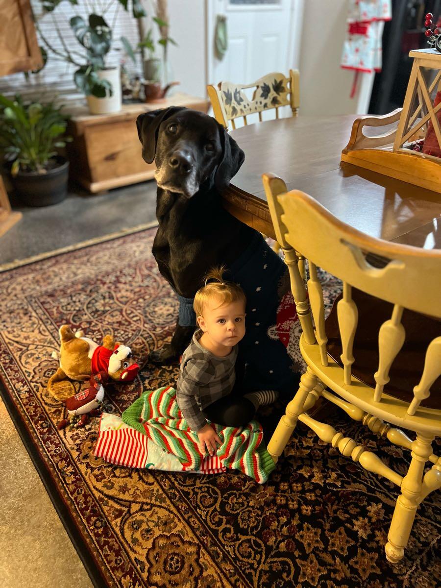 We Are Still Looking For Our Sweet 10 Year Old Black Lap/Great Dane ...