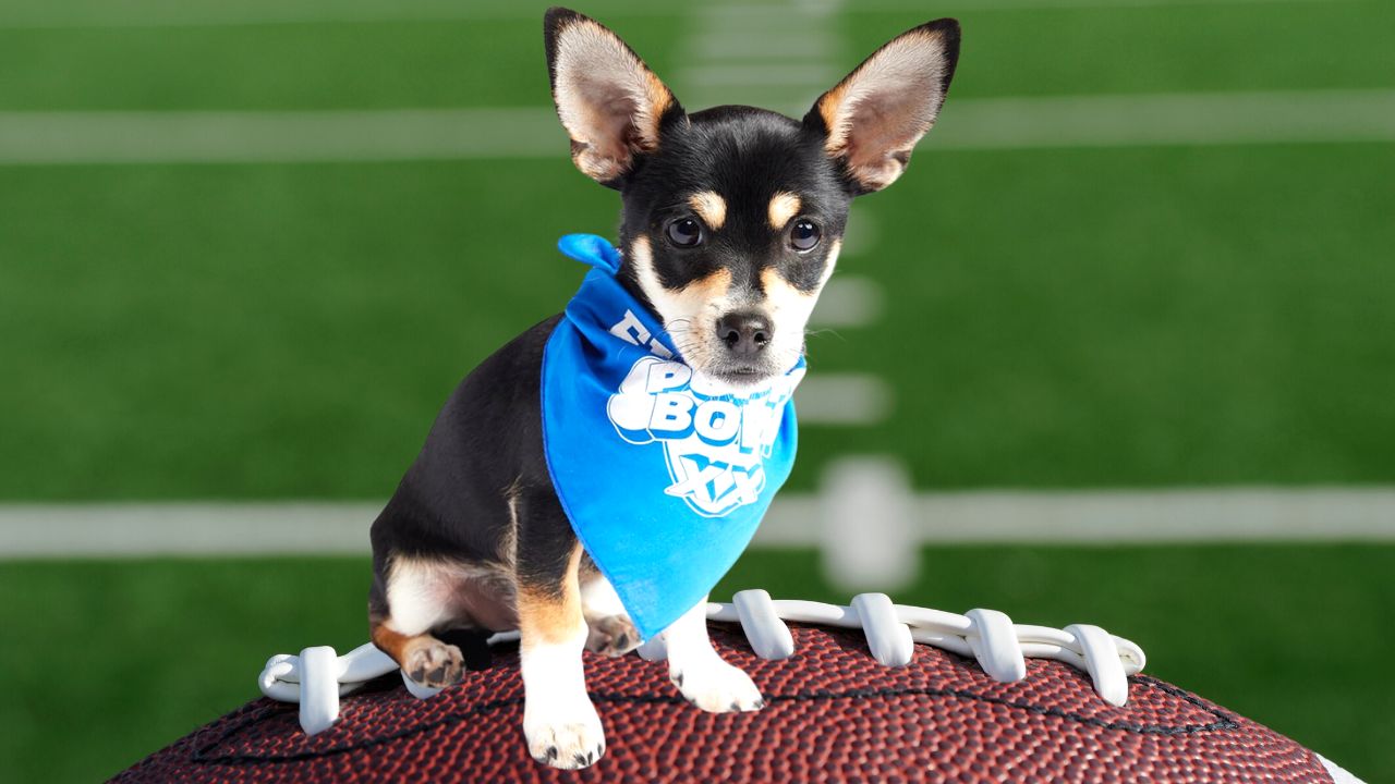 Rescue Dog From New England Drafted Into 2024 Puppy Bowl   AA1mXfKA.img