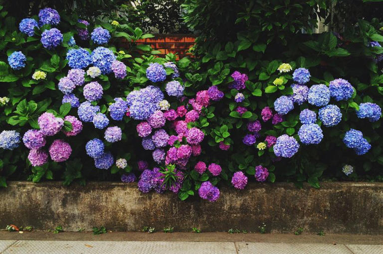 Gardener says your hydrangeas will grow 'masses of flowers' just follow 3 rules (stock image)