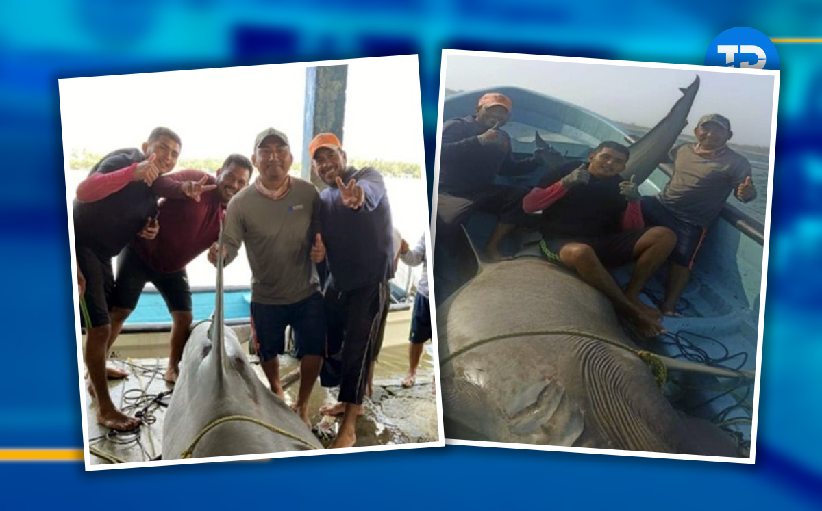 en tabasco, pescadores capturan 2 tiburones martillo en peligro de extinción