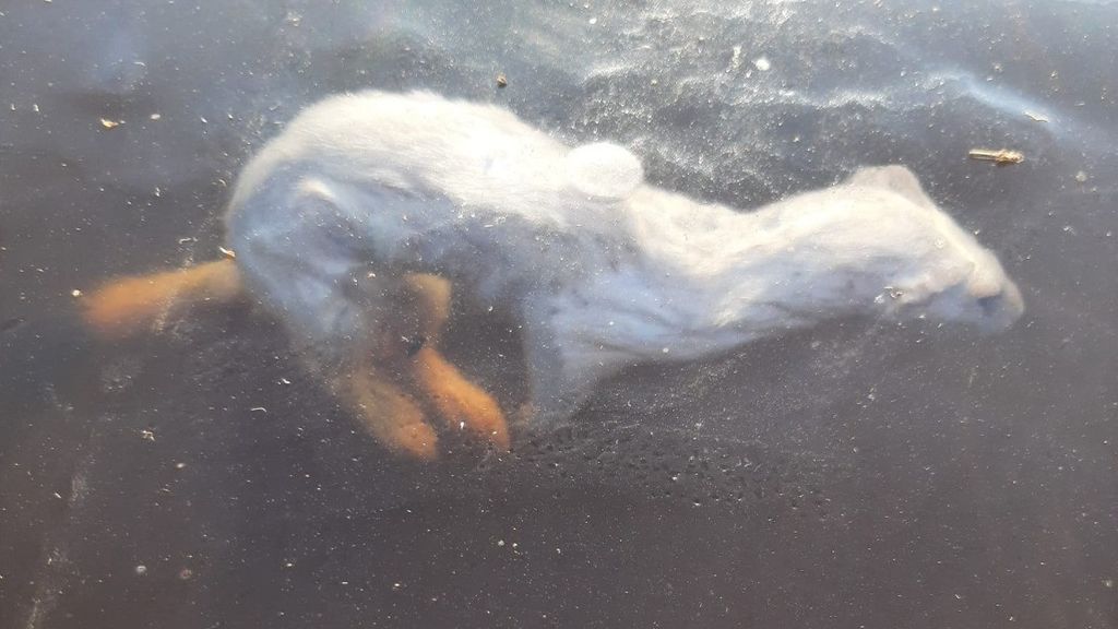 unieke foto: hermelijn vastgevroren onder het ijs in krimpenerwaard