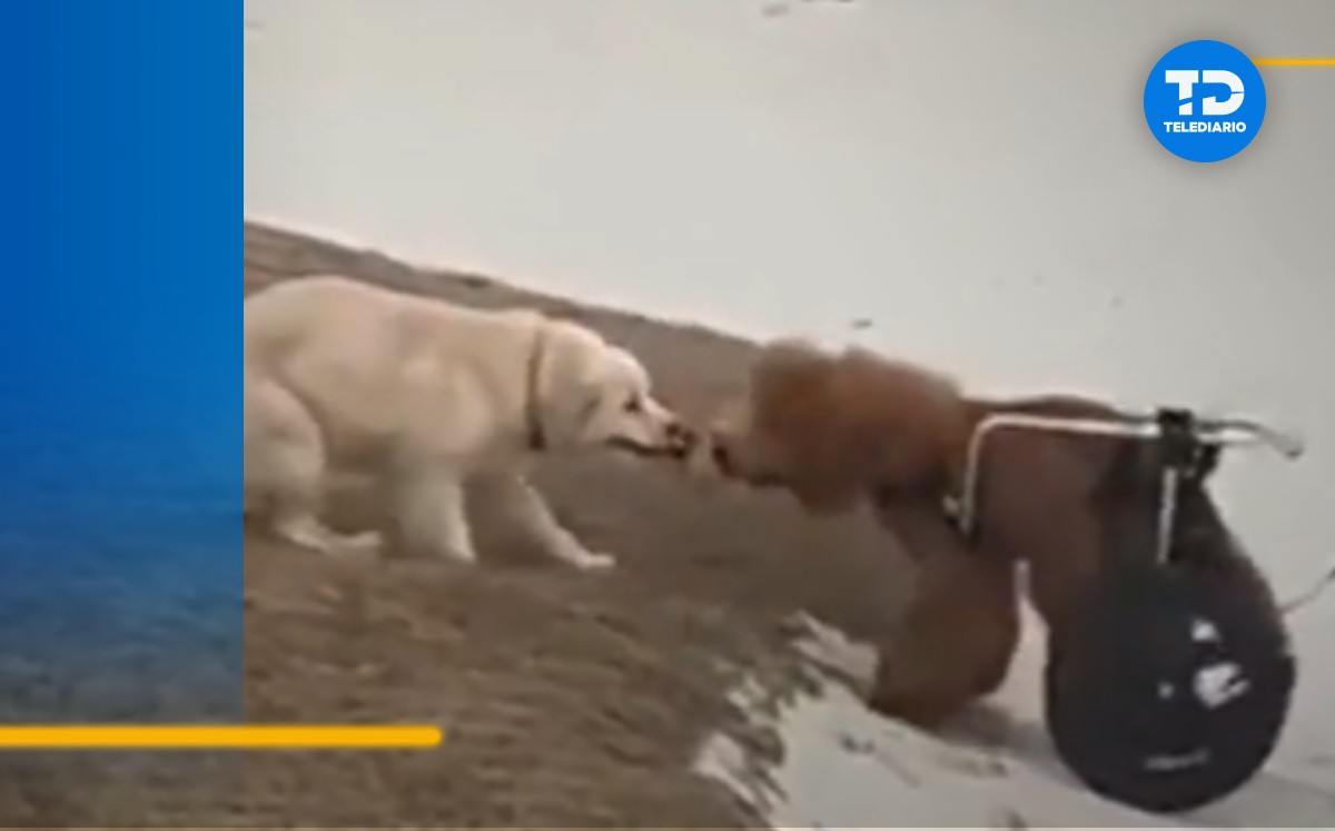 perro ayuda a otro perrito en silla de ruedas que se atascó en la arena