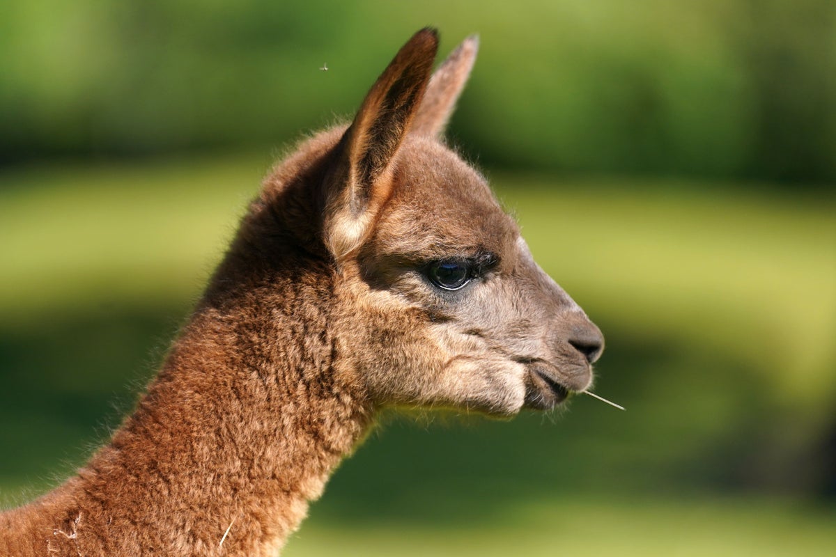 calls for alpacas and llamas to be included in export-for-slaughter ban