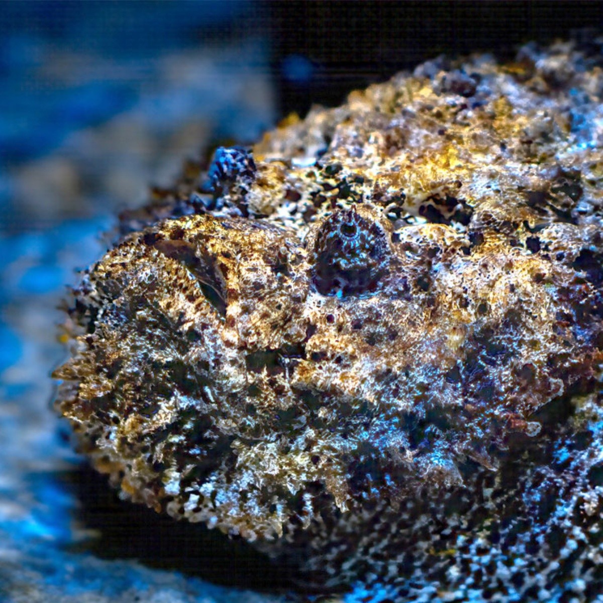 por qué el temible pez piedra es uno de los animales más letales del océano