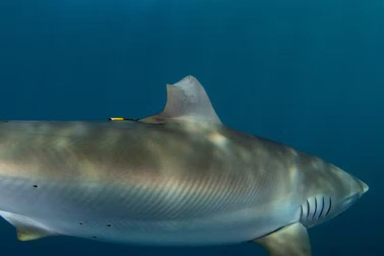 niezwykłe odkrycie: tak odrastała płetwa rekina. zdjęcia przed i po