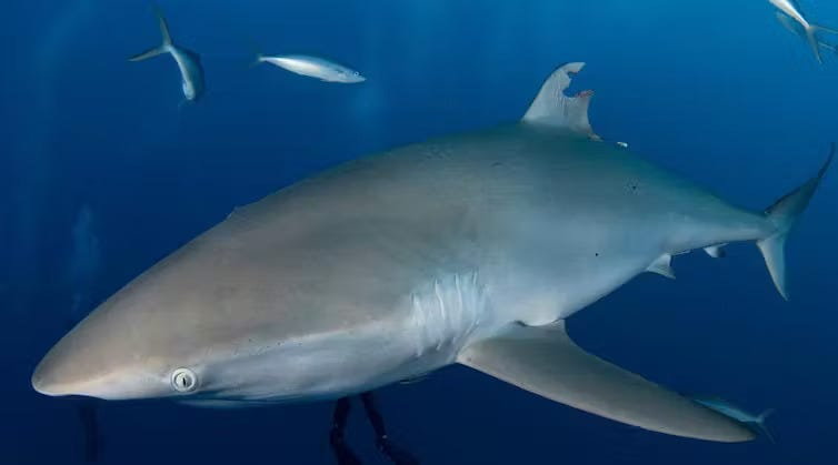 niezwykłe odkrycie: tak odrastała płetwa rekina. zdjęcia przed i po