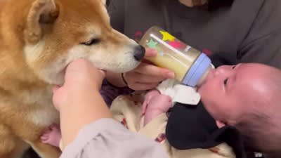 犬と0歳の赤ちゃんが初めて会った結果…『母性が溢れてしまう姿』が265万再生の大反響「面倒見が良すぎる」「可愛いの渋滞」