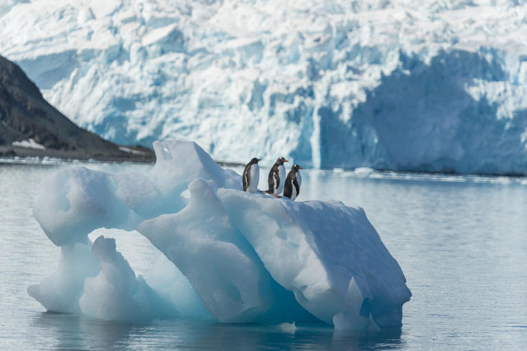 Seeing penguins in Antarctica is on countless bucket lists