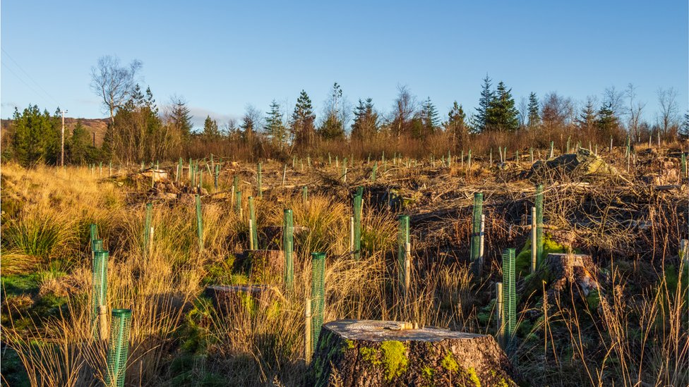 climate change target warning over forestry cuts