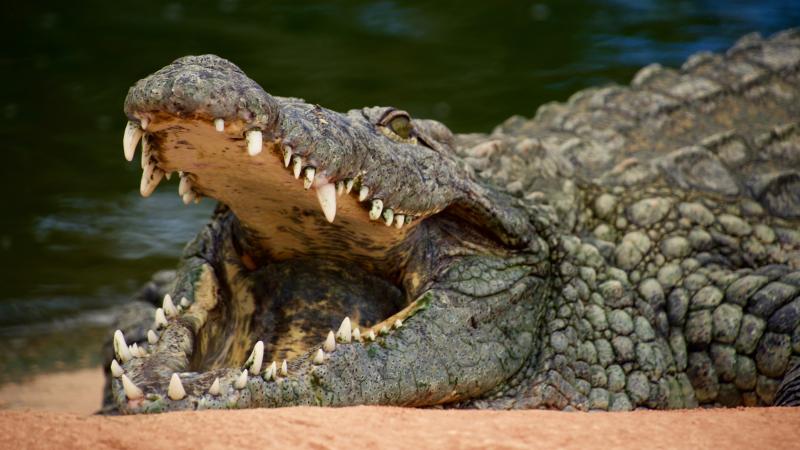 australie : un enfant en danger de mort après avoir été attaqué par un crocodile
