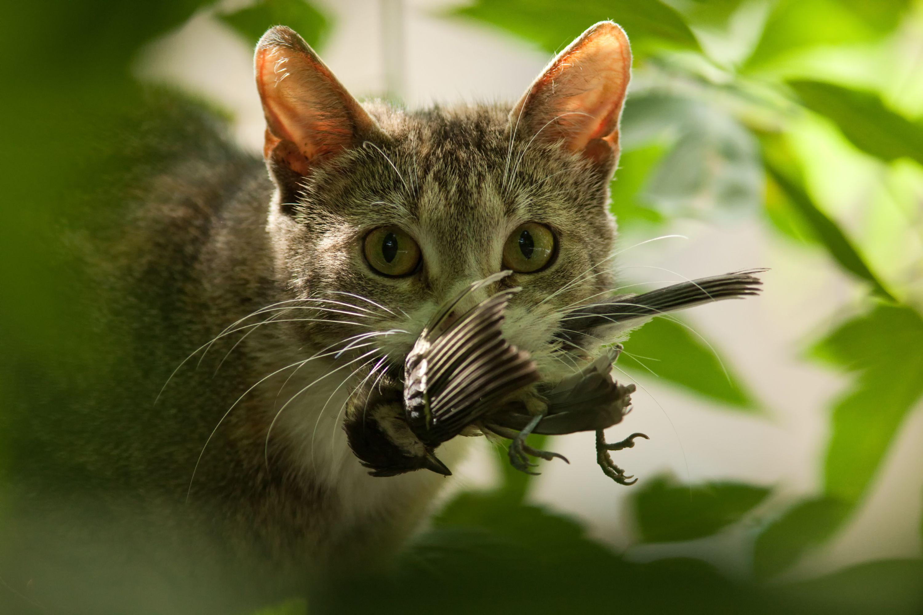 por qué los gatos extinguen más especies que cualquier otro depredador