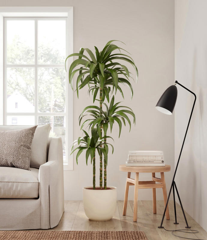 13 Plants and Trees That’ll Thrive in a Bright Home