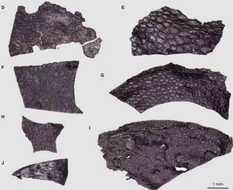 descubren piel fosilizada de criatura desconocida más antigua que los dinosaurios