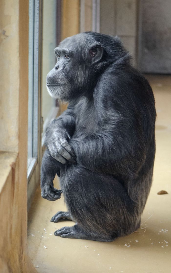 el estudio científico que pudo probar la extraordinaria memoria a largo plazo que tienen los monos, los animales más semejantes a los humanos